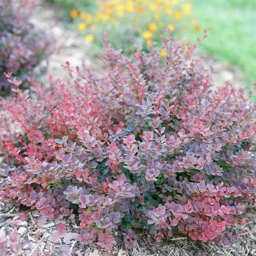 Barberry Shrub Sunjoy Mini Maroon 3g