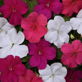 Impatiens (Beacon)